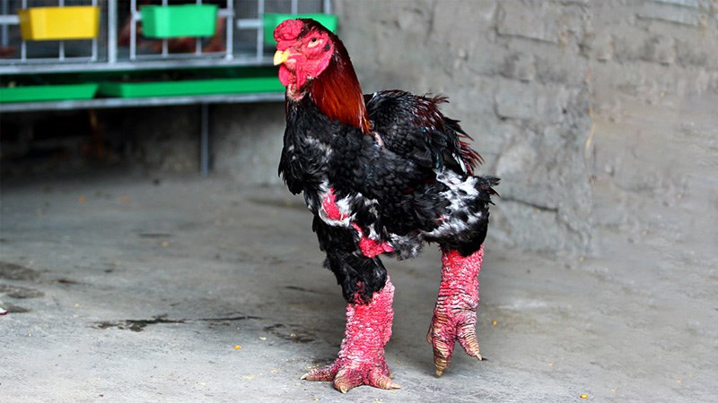 Gà Đông Tảo là gì, cách phân biệt, gà Đông Tảo giá bao nhiêu 1kg?