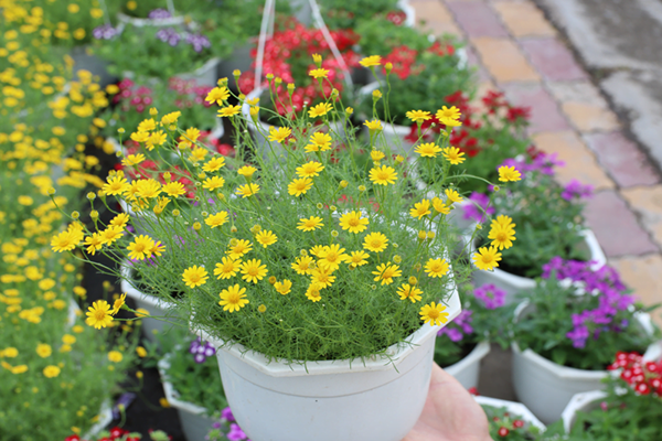 Tuyển tập STT bán hoa Tết 2025 ngắn gọn và thu hút, giúp tăng doanh thu vượt trội