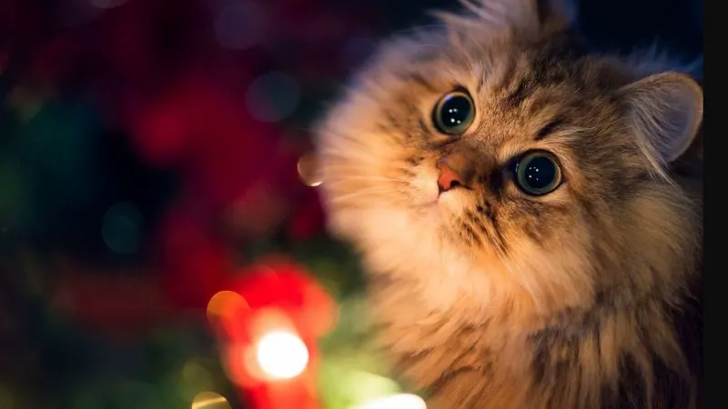 Ảnh đẹp nhất về hình nền miễn phí