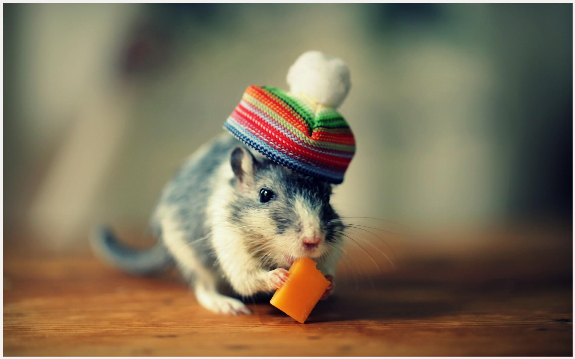 Top 99+ bức ảnh về con chuột đáng yêu nhất