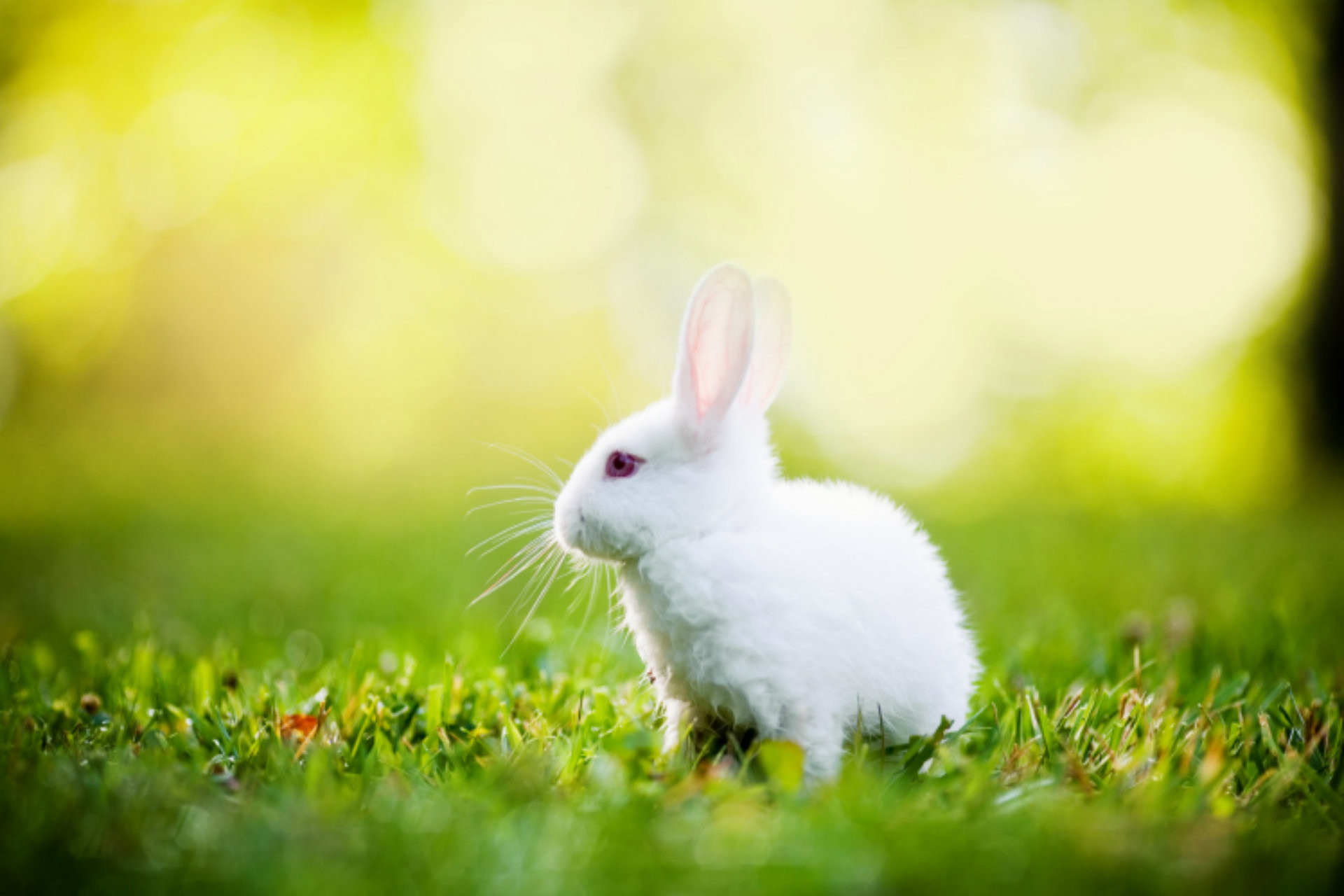 Hình Ảnh Con Thỏ Cute Dễ Thương Đáng Yêu Nhất