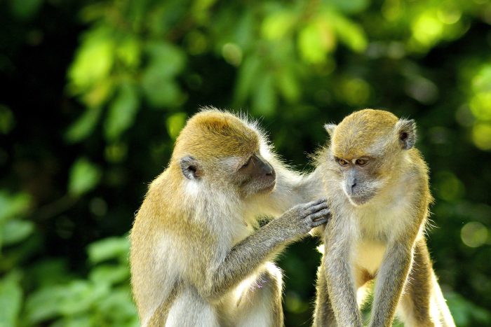 Những hình ảnh con khỉ đẹp, đáng yêu cute nhất
