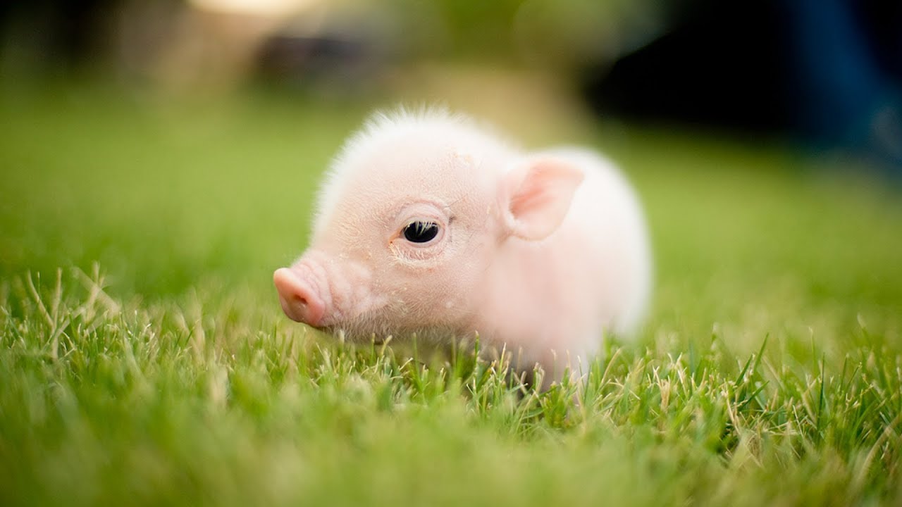 Những hình ảnh con lợn, con heo đẹp, dễ thương, đáng yêu